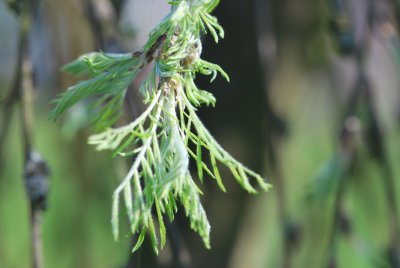 Caragana arborescens 'Walker' - čimišník obecný 'Walker' - jarní výhonky (2)